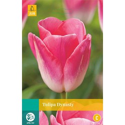 3 stuks - Tulipa Dynasty 8 bollen