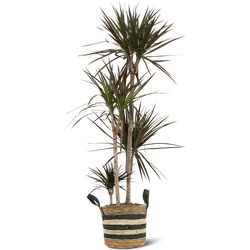 We Love Plants - Dracaena Marginata + Mand Yvonne - 130 cm hoog - Grote kamerplant