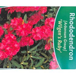 Rhododendron Wilgens Ruby
