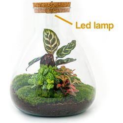 URBANJNGL - Planten terrarium • Sam Calathea met lamp • Ecosysteem plant met licht • ↑ 30 cm