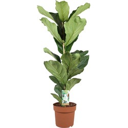 Ficus Lyrata - Vioolbladplant - Tabaksplant - Pot 21cm - Hoogte 70-90cm