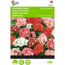 2 stuks - Dianthus barbatus Enkelbl. Gemengd