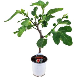 Ficus Carica - Vijgenboom - Fruitboom - Winterhard - ⌀17 cm - ↕60-70 cm