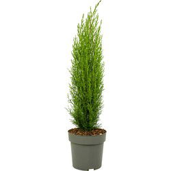 Italiaanse Cipres - Cupressus sempervirens 'Totem' - Hoogte 60-80cm - ⌀19cm