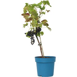 Vitis vinifera ‘Nero' - Druivenplant - ⌀21cm - Hoogte 60-75cm