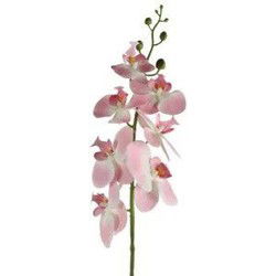 Phalaenopsis in pot d8h83 cm roze