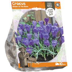 Crocus Queen Of The Blues per 10 bloembollen