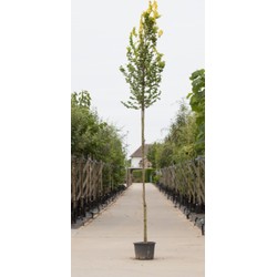 Goud iep hoogstam Ulmus hollandica Wredei h 350 cm st. omtrek 12 cm st. hoogte 180 cm - Warentuin Natuurlijk