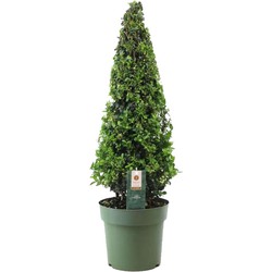 Ilex crenata 'Japanse Hulst' Piramide - Tuinplant - ⌀21cm - Hoogte 55–65 cm