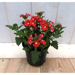 3 stuks! Verbena Rood eenjarig II