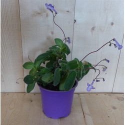 3 stuks! Streptocarpus