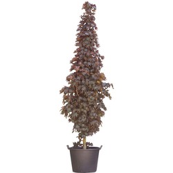 Roodbladige beuk laagstam Fagus syl. Atropunicea h 450 cm