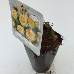 Struikroos Rosa Yellow
