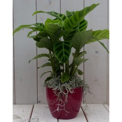 Calathea groen blad rode pot 40 cm - Warentuin Natuurlijk