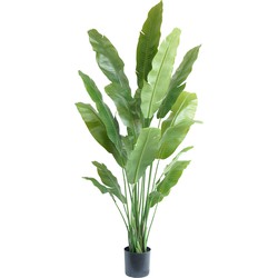 Greenmoods Kunstplant Strelitzia Nicolai - Nep plant - 1 Stuk - 195cm  -