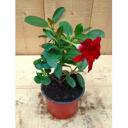 Dipladenia Mandevilla Sundaville mini kleur rood