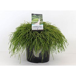 Chamaecyparis pis filifera nana 45 cm