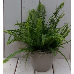 Koningsvaren taupe pot 30 cm - Warentuin Natuurlijk