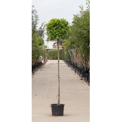 Bol Moeraseik Quercus pal. Green Dwarf h 210 cm st. omtrek 8 cm st. h 180 cm - Warentuin Natuurlijk