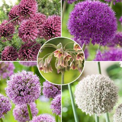 Bulb Garden Allium - Set van 80 bollen - 5 Variëteiten - Sierui - Bloembollen