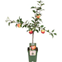 Hello Plants Malus Domestica Gala Appelboom - Fruitboom - Ø 23 cm - Hoogte: 100 cm