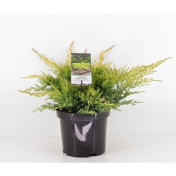 Juniperus pfitzeriana gold star 35 cm