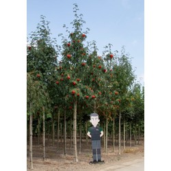 Lijsterbes volgroeid Sorbus aucuparia h 600 cm st. omtrek 22,5 cm - Warentuin Natuurlijk