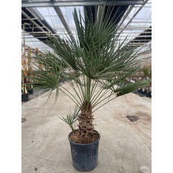 Chamaerops humilis 18 liter pot