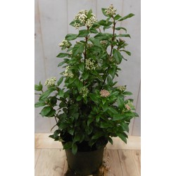 Viburnum Tinus 50 cm - Warentuin Natuurlijk