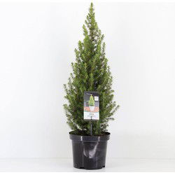 Picea glauca perfecta 40-50 cm