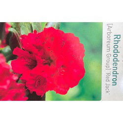 Rhododendron Red Jack