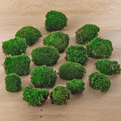 URBANJNGL - Kussentjes mos - Leucobryum glaucum