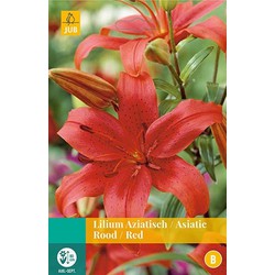 5 stuks - Lilium rood 2 bollen