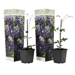 Clematis Taiga - Set van 2 - Winterharde klimplanten - Pot 9cm - Hoogte 25-40cm