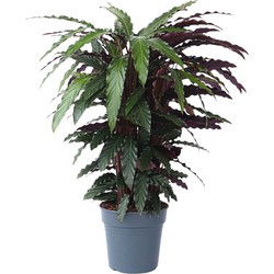 Pauwenplant - Calathea 'Wavestar' - Hoogte 90cm - ⌀27cm