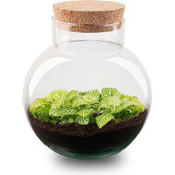 URBANJNGL - Plant Terrarium - Noah - DIY kit - ↑ 20 cm