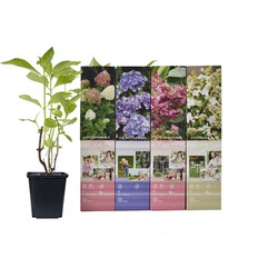 Hortensia set - Hydrangea macrophylla - 1x Blauw, 1x Phantom, 1x Pink Diamond, 1x Kyushu - 30 – 40 cm inclusief potje