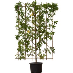 Amberboom haagelement Liquidambar styraciflua 180 cm