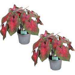 Caladium Postman Joyner - Set van 2 - Pot 12cm - Hoogte 25-40cm