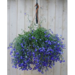 Hangplant Lobelia blauw