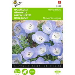 2 stuks - Nemophila Insignis Hemelsblauw