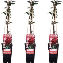 Hello Plants Lonicera Japonica Red World Kamperfoelie - Klimplant - 3 Stuks - Ø 15 cm - Hoogte: 65 cm
