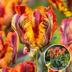 Tulipa Rasta Parrot - Tulpenbollen x10 - Bloembollen