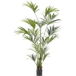 Kunstpalm Kentia 220 cm | NeverLeafs