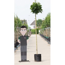 Groene bol esdoorn Acer pl. Globosum h 290 cm st. omtrek 16 cm st. h 220 cm - Warentuin Natuurlijk