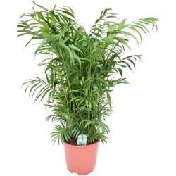 Mexicaanse dwergpalm - Compact groeiende groene palm - Pot 20cm - Hoogte 80-90cm