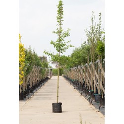 Japanse notenboom Ginkgo biloba h 350 cm st. omtrek 12 cm - Warentuin Natuurlijk