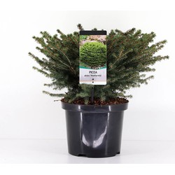 Picea abies nidiformis 40-50 cm