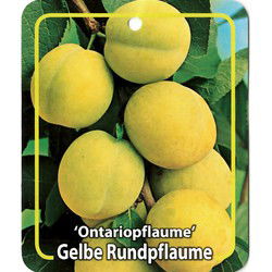 Prunus Domestica Ontariopflaume