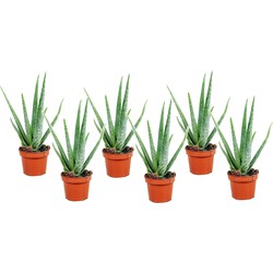 Aloë Vera - Set van 6 - Succulent - Pot 10,5cm - Hoogte 25-40cm